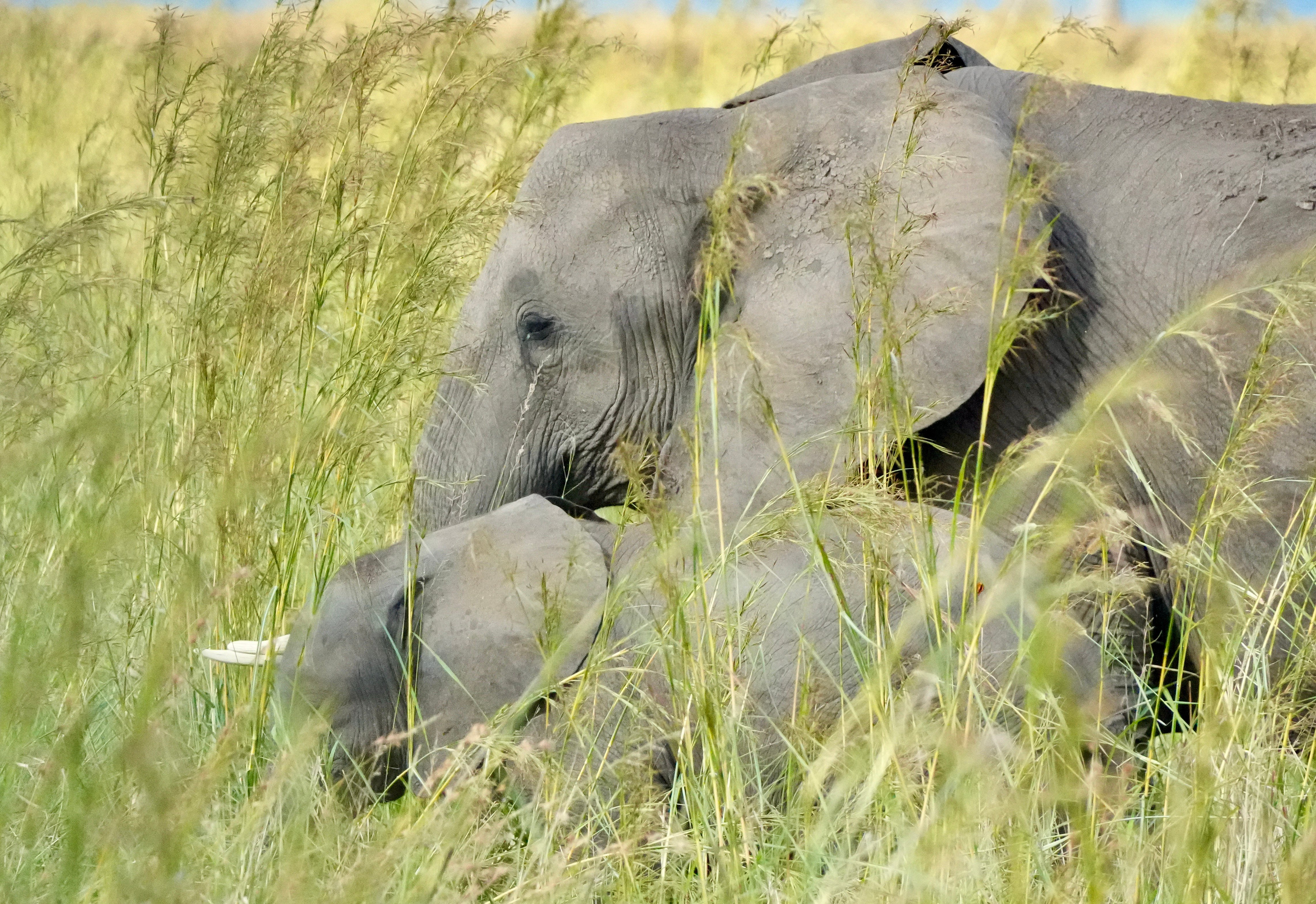 African Elephants in Tanzania