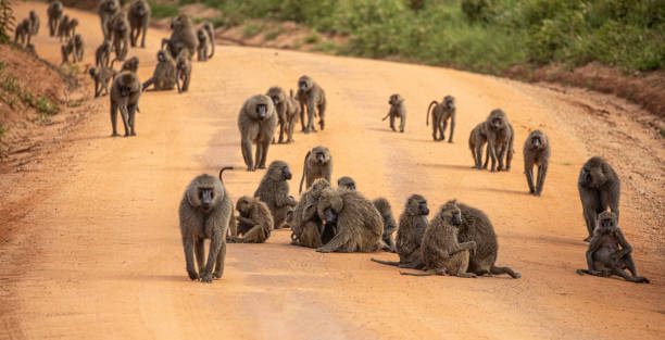 Baboons at Manyara