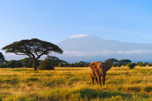 Elephant with Kilimanjaro in background