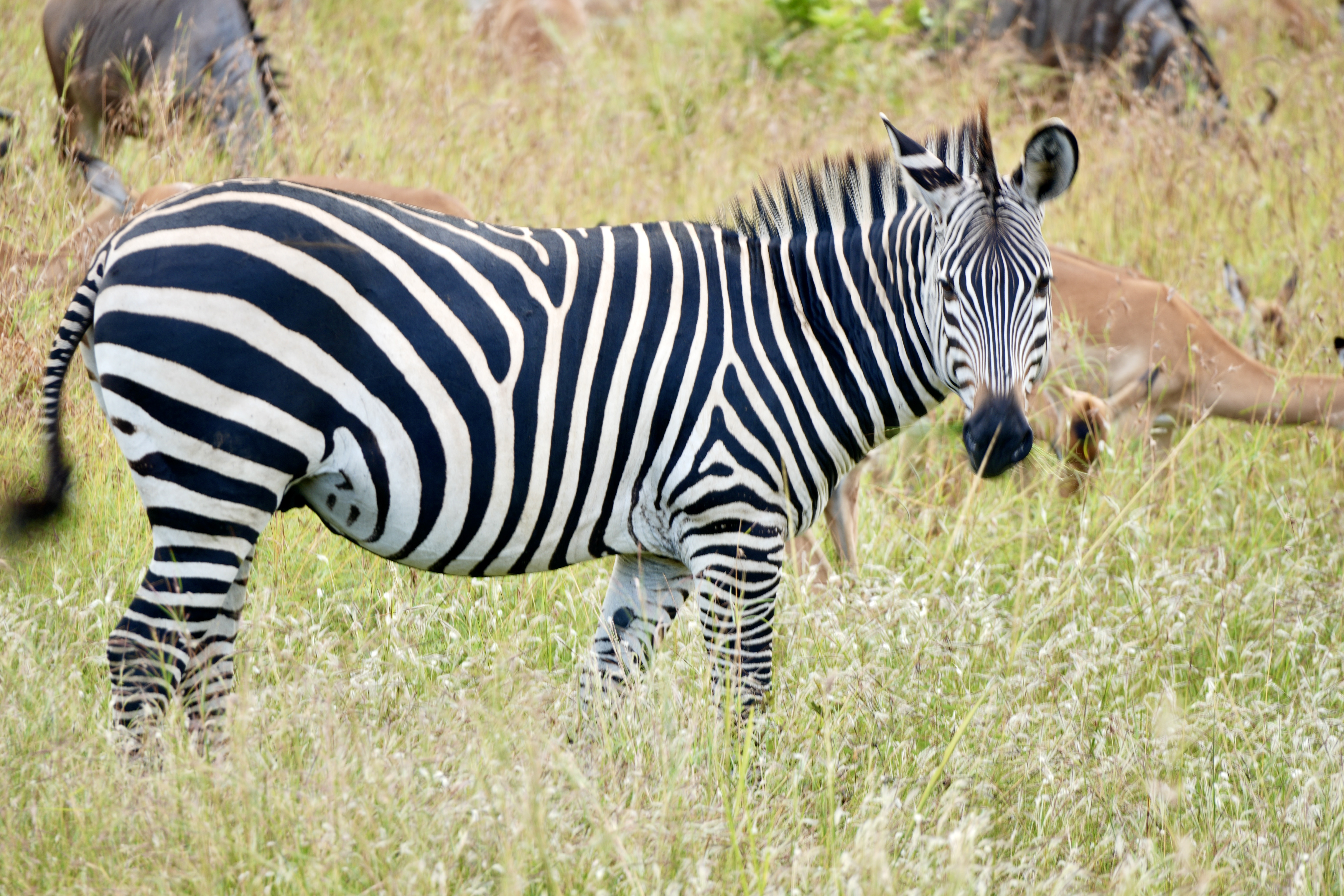 Mikumi National Park