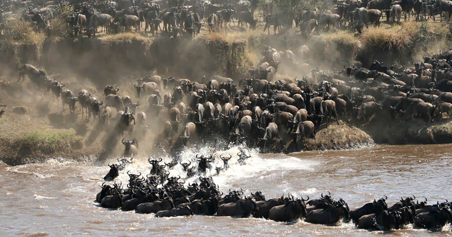 The Great Migration Safari
