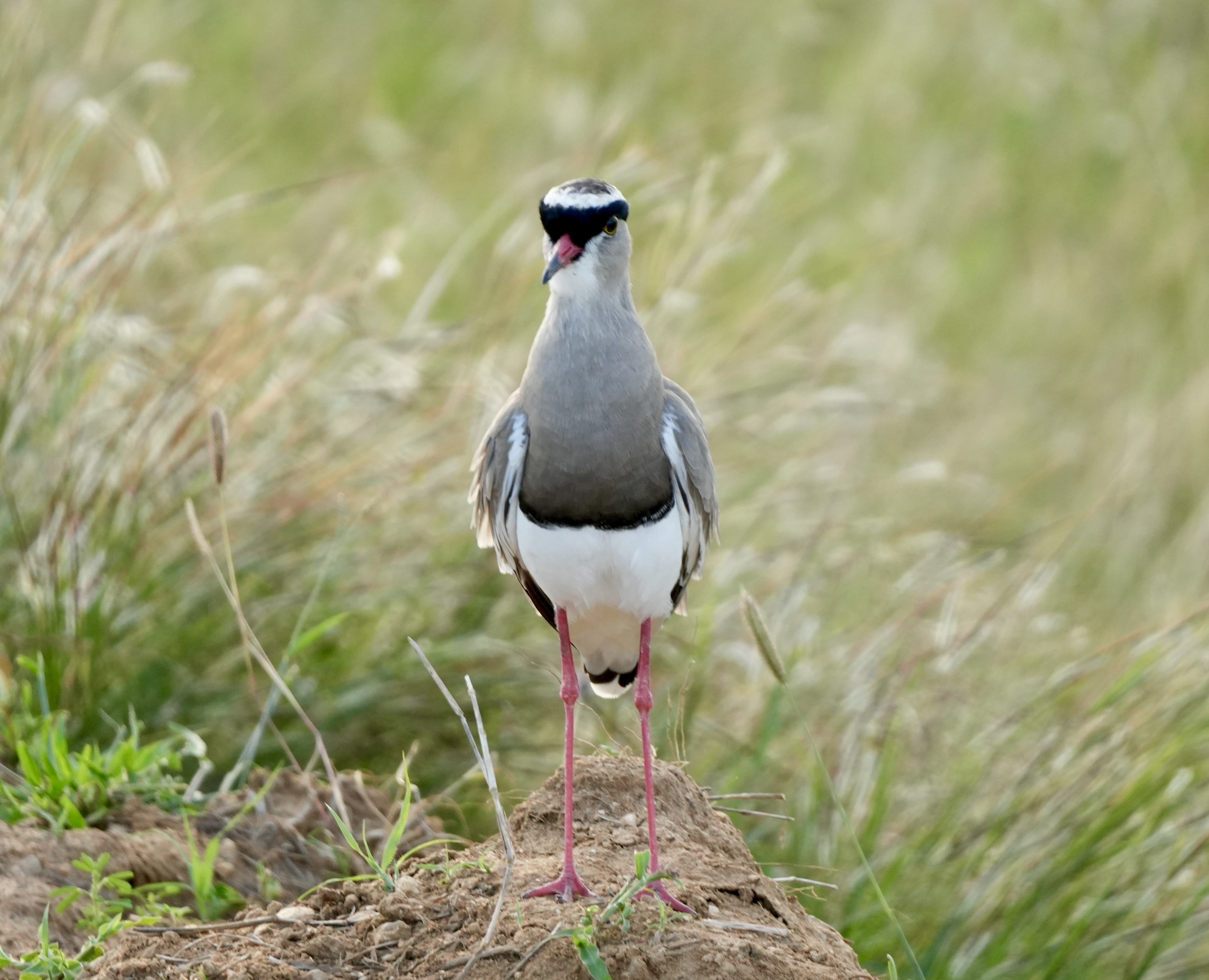 Mikumi National Park 2