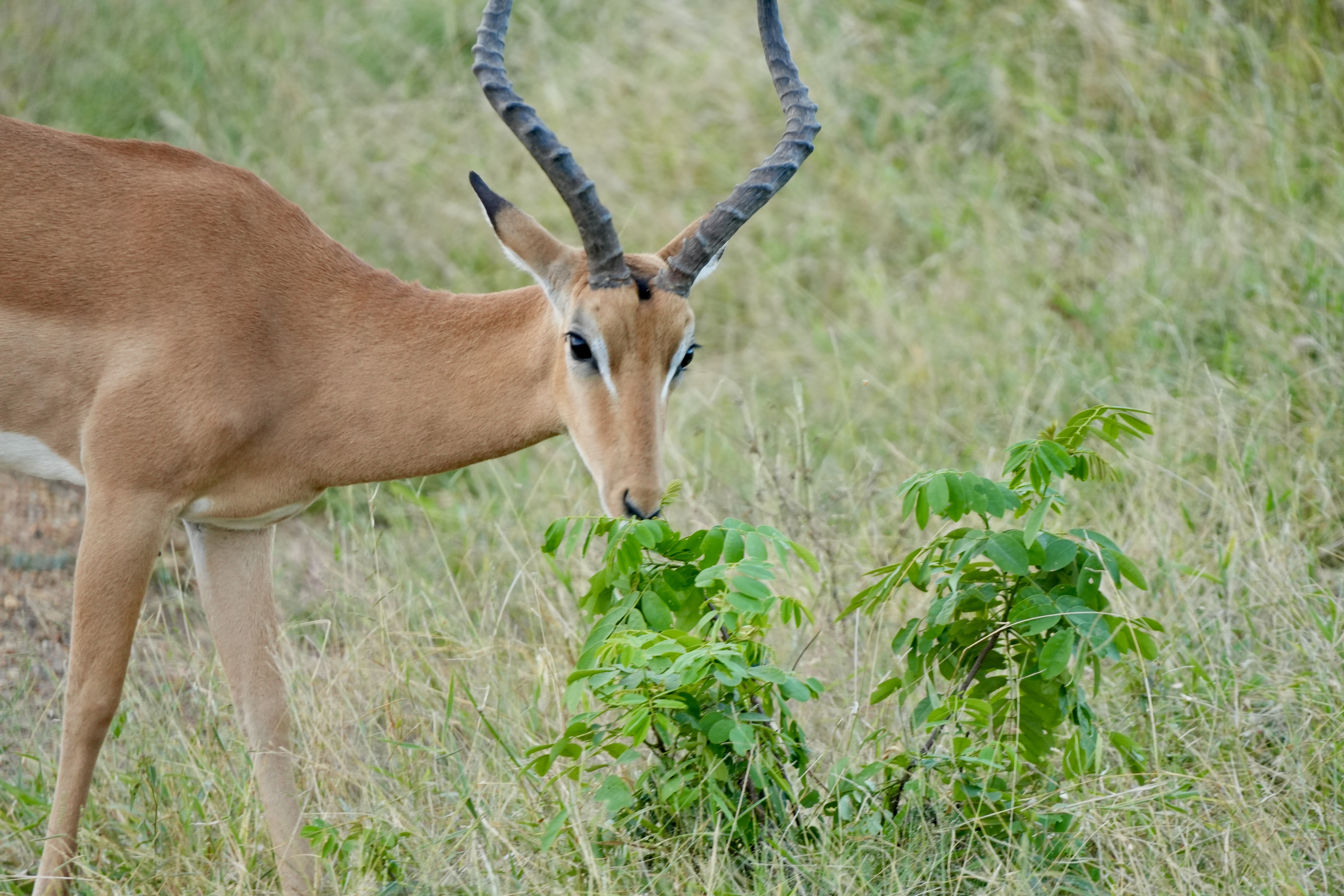 Mikumi National Park 3