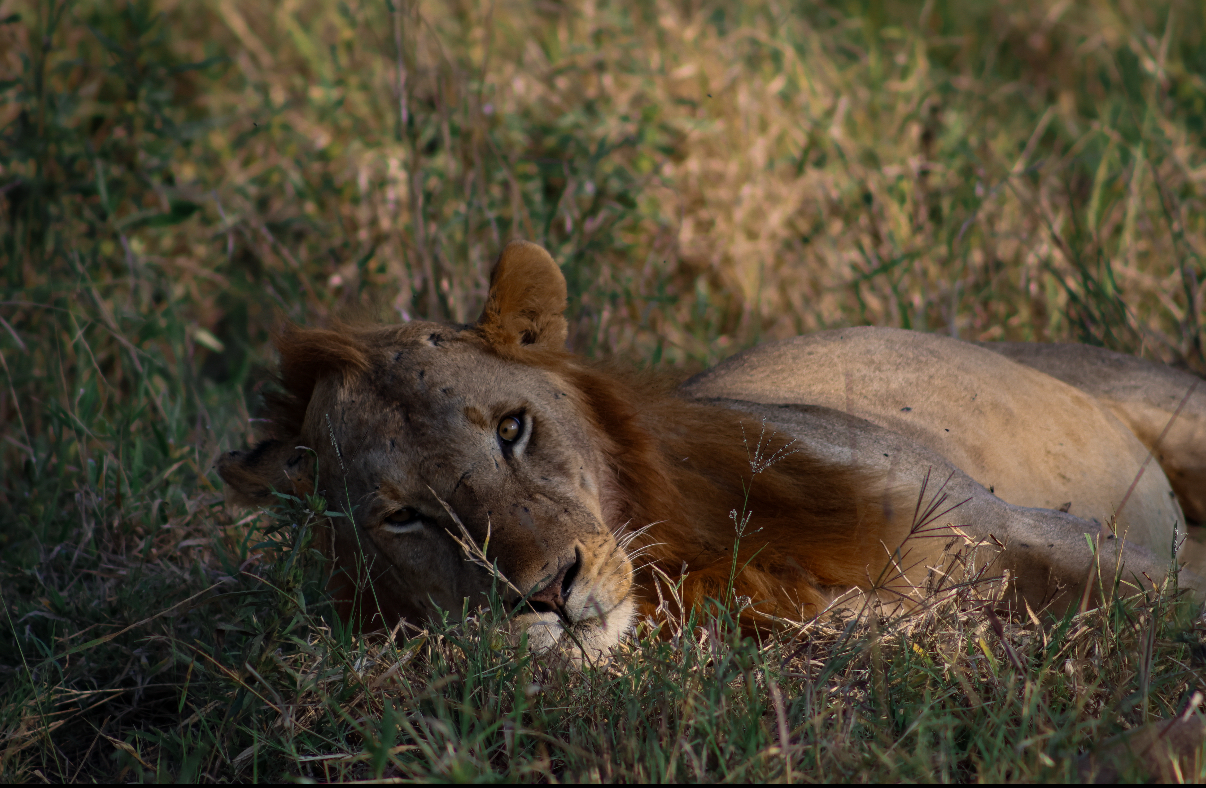 Conservation Projects