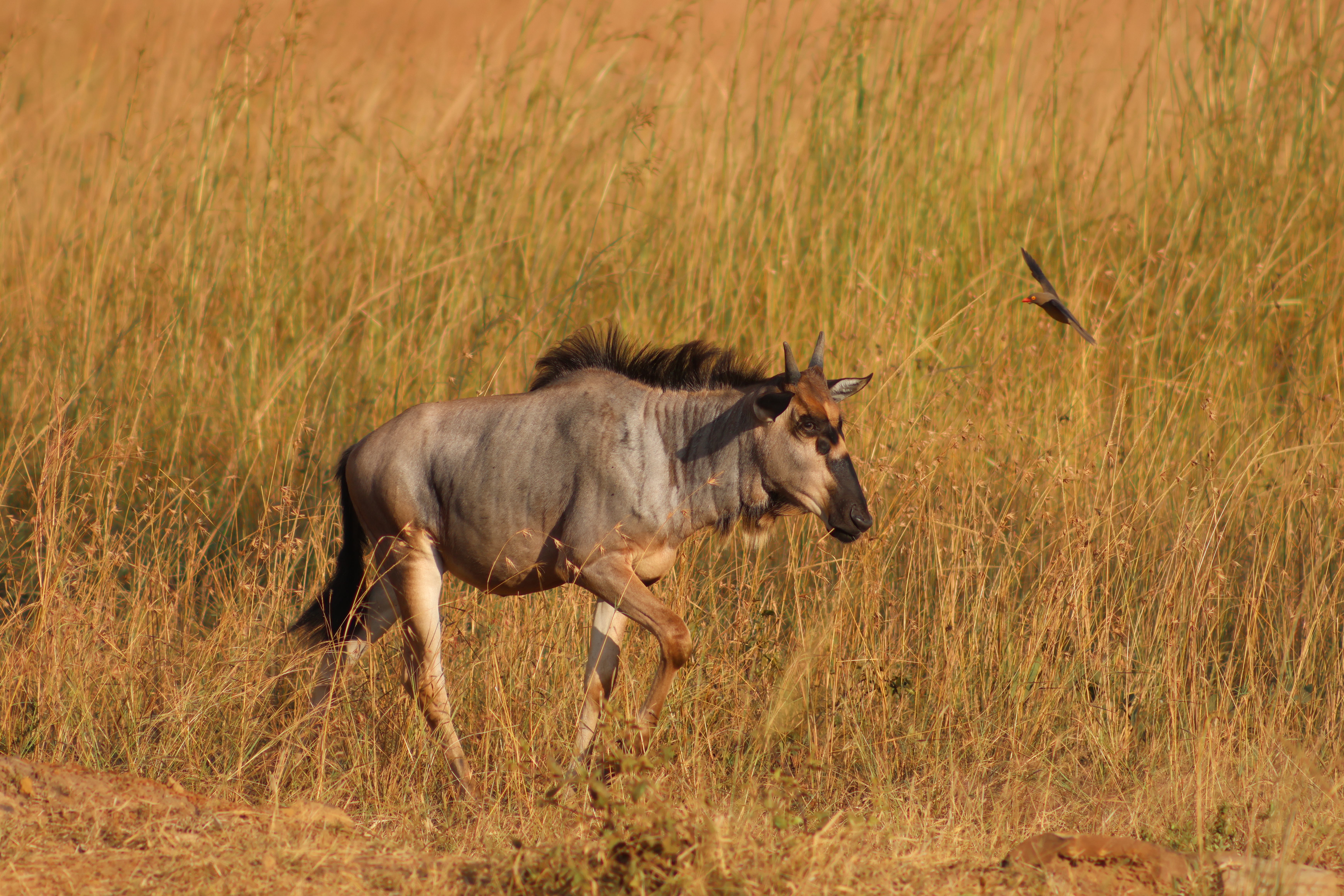 2 Day Ultimate Mikumi Safari & Authentic Maasai Village