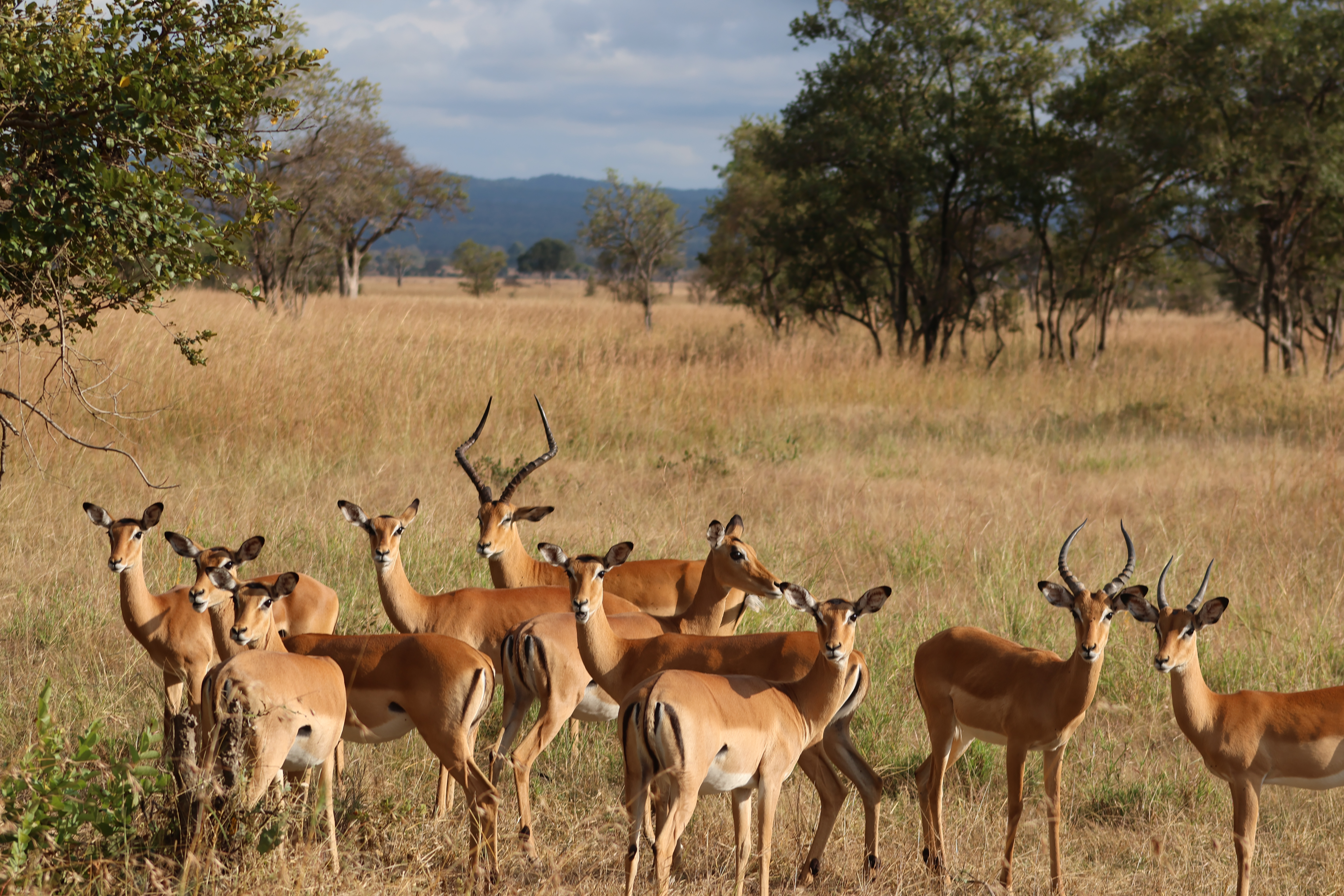 1 Day Mikumi Wonderful Expedition