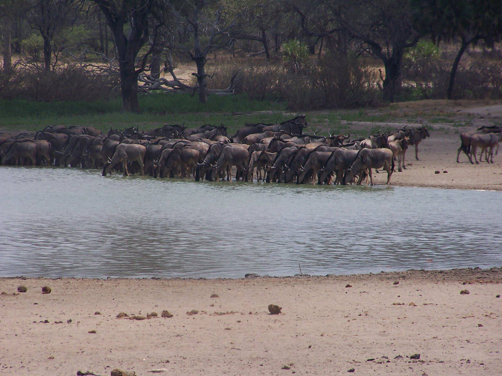 3 Day Discover the Wildlife of Nyerere National Park & Boat Safari