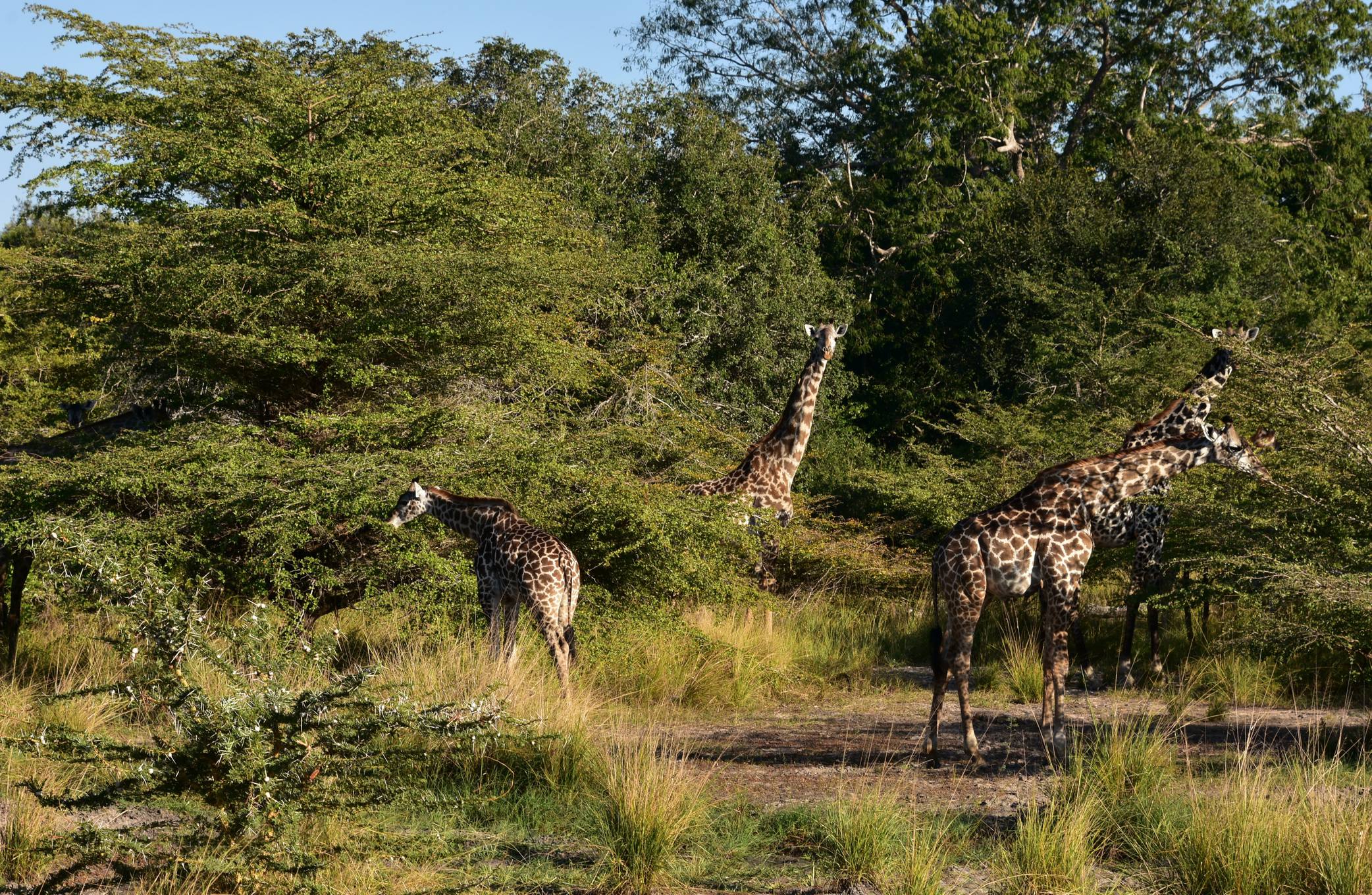 1 Day Exciting Boat Safari at Nyerere National Park