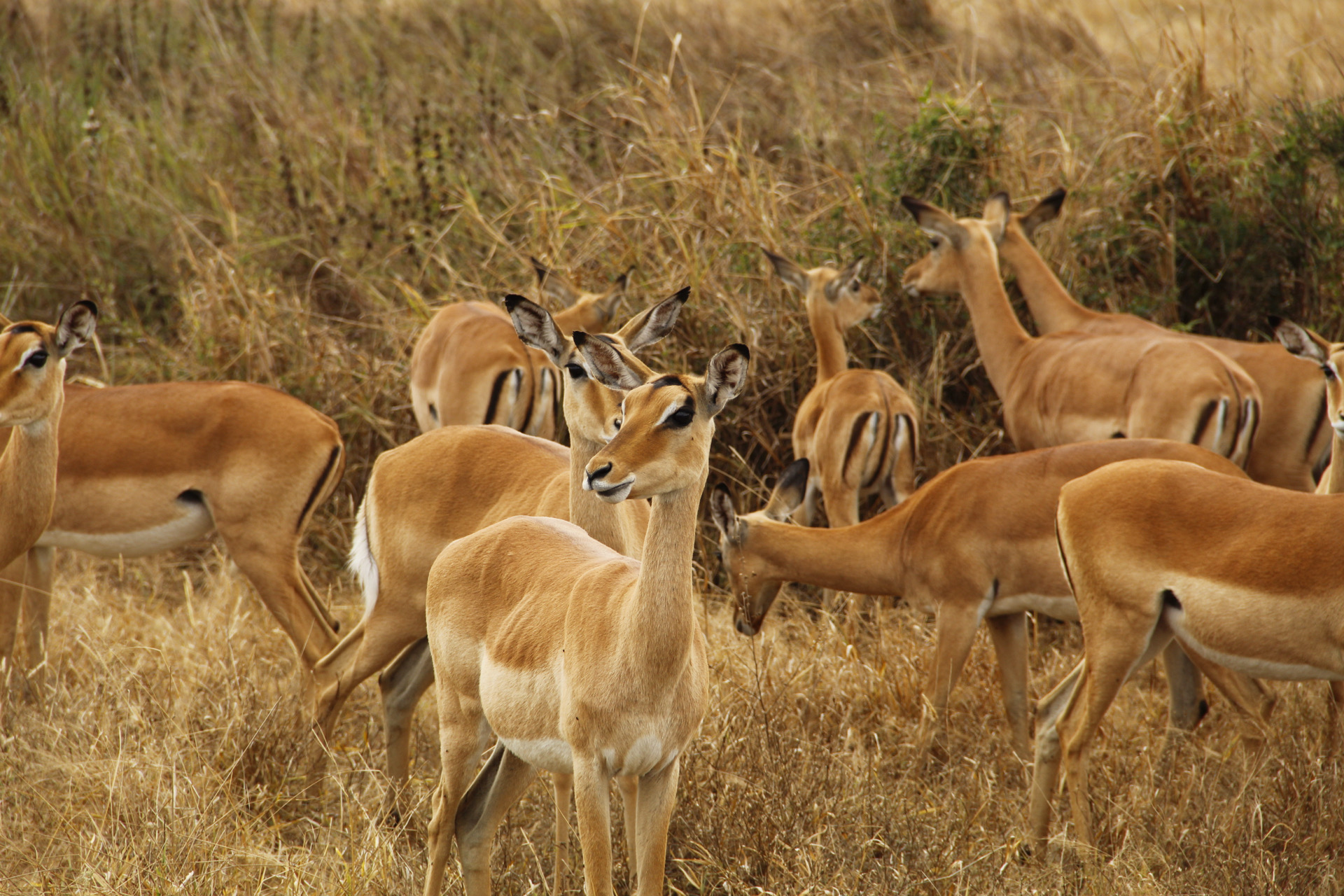 2-Day Mikumi and Bagamoyo Historical Site