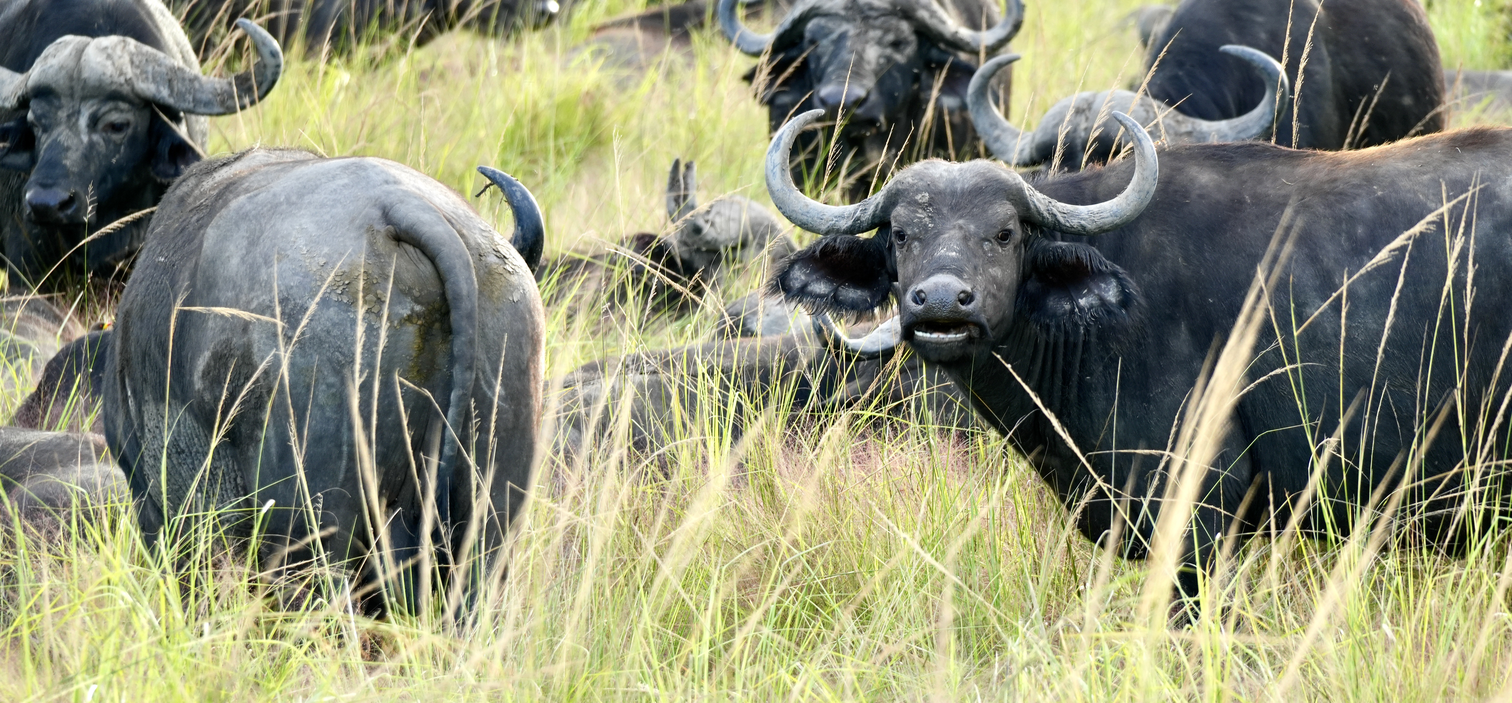 Best Time to Visit Tanzania: A Seasonal Guide