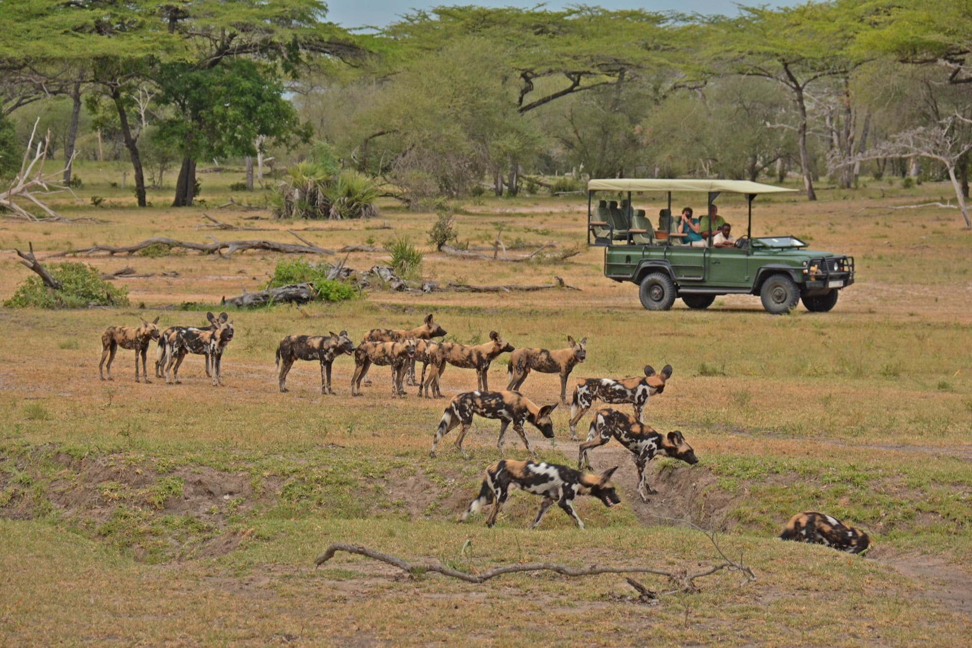 pack-of-wild-dogs-in-nyerere-national-park-siwandu