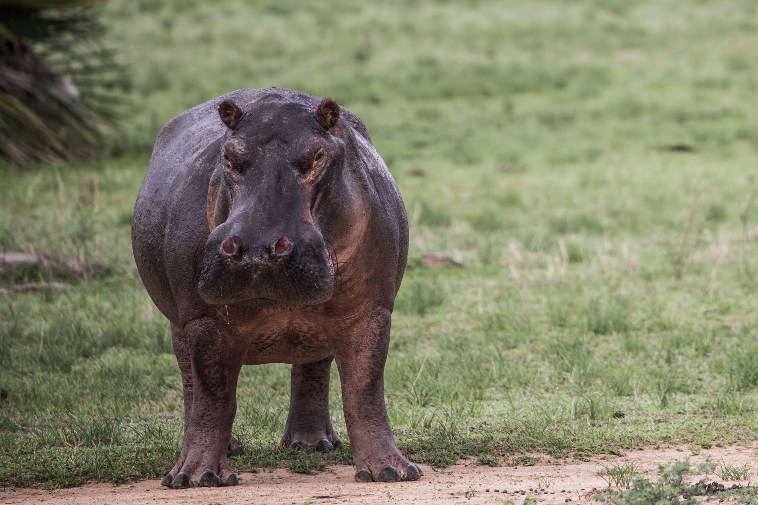 hippo-selous-game-reserve