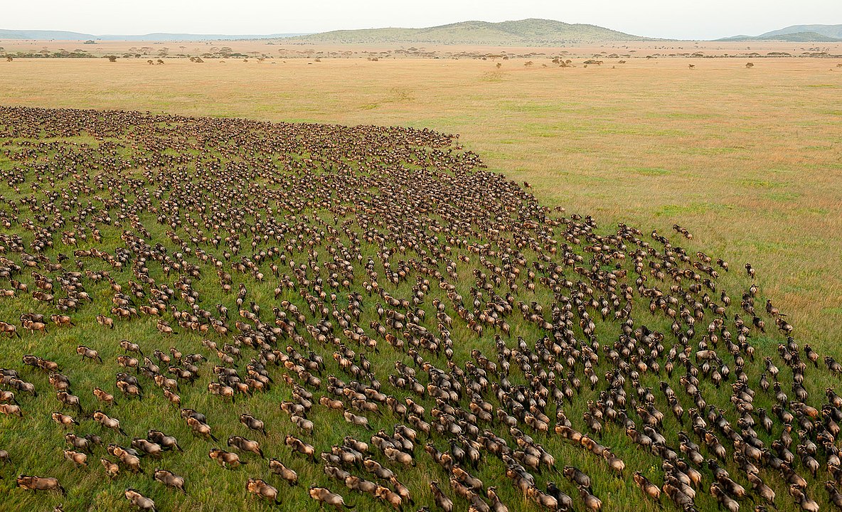 1184px-Wildebeest_Migration_in_Serengeti_National_Park,_Tanzania